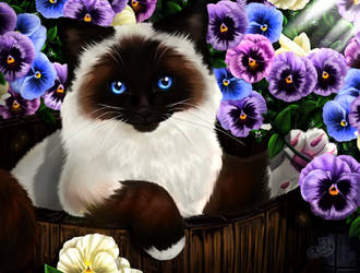 Birman Cat by Dyewind