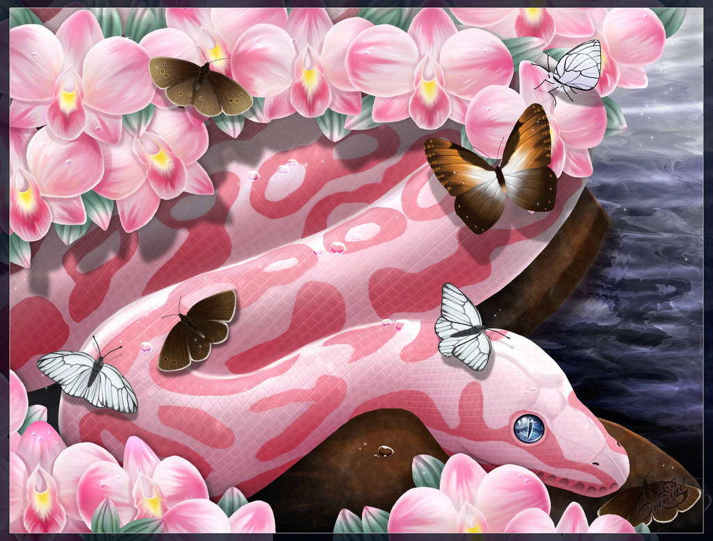 Pink Ball Python by Dyewind on DeviantArt