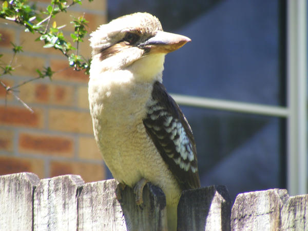 My Favorite Bird By Lindy2 On Deviantart My Favorite Bird By Lindy2 On Deviantart