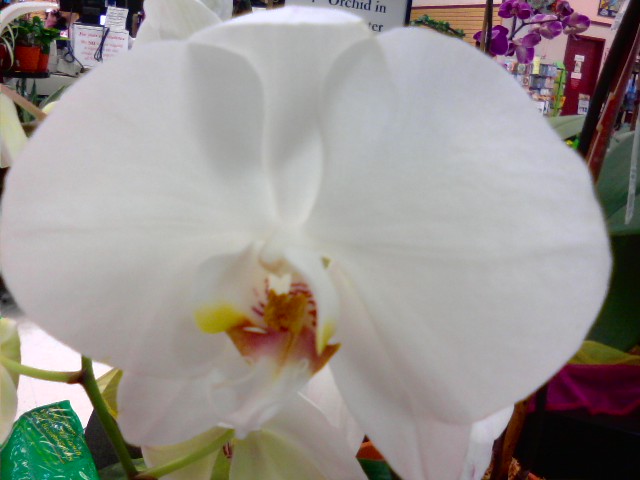 Orchids 1