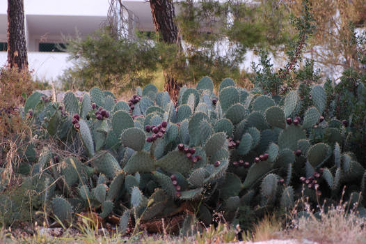 Many cactuses