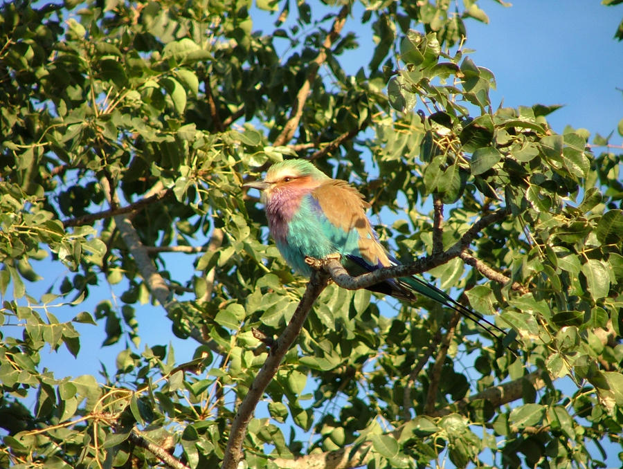 Lilac Breasted Roller