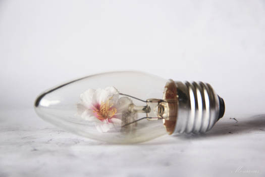 Bulb of a Flower