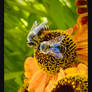 -bees in mission-