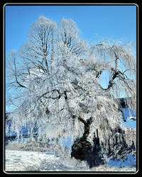 -the weeping willow in winter-