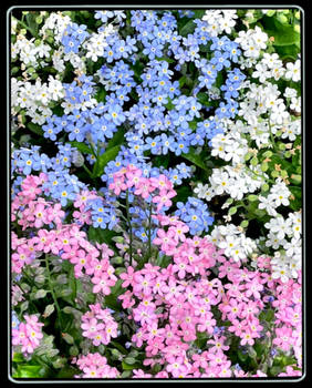 -lovely tri-colour forget me not-