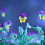 Alizarin by blicks23