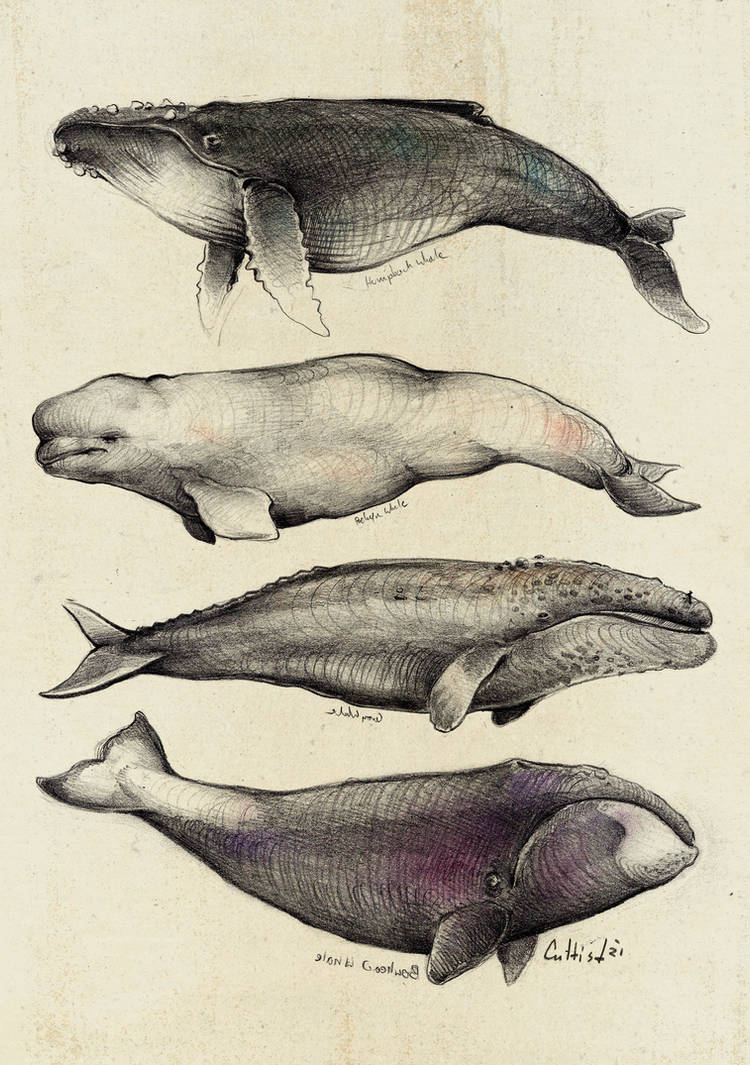 Whales by CultistCarl