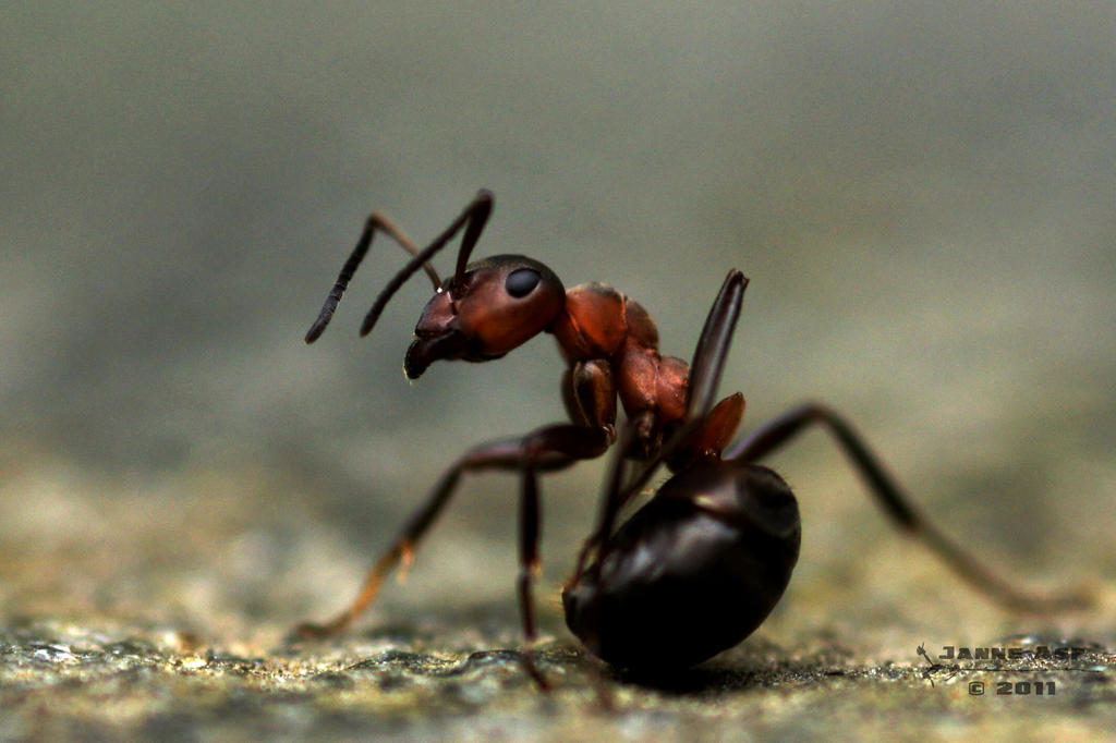 Ant