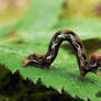 Larva