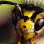 Common Wasp (vespula vulgaris)