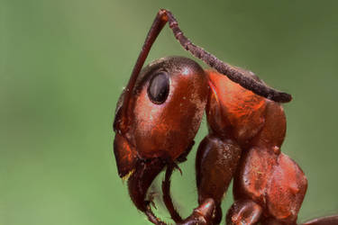 Red Wood Ant by Azph