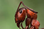 Red Wood Ant by Azph