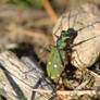 Cicindela campestris