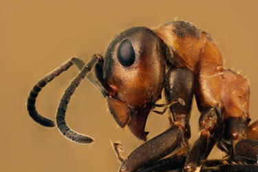 Red wood ant (Formica rufa)