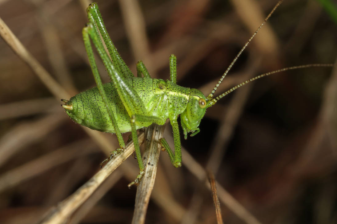 Speckled Bush-cricket (Leptophyes punctatissima) by Azph Speckled Bush-cricket (Leptophyes punctatissima) by Azph