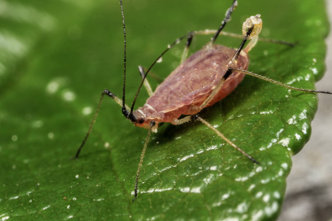 Rose Aphid (Macrosiphum rosae) by Azph Rose Aphid (Macrosiphum rosae) by Azph
