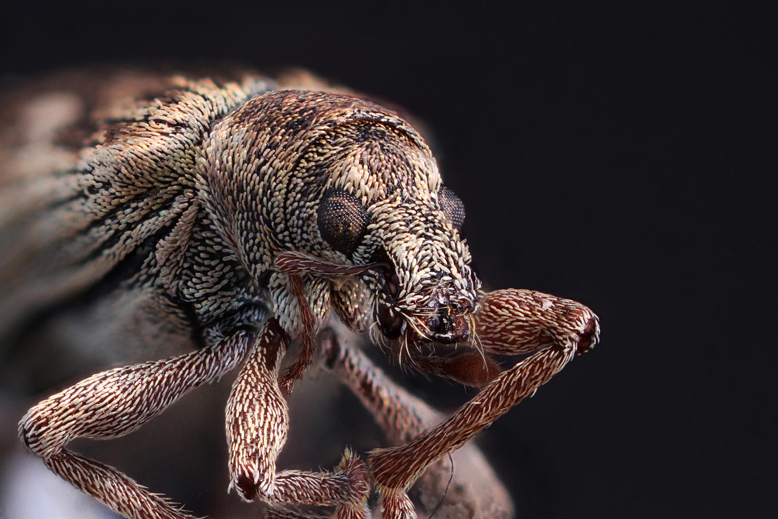 Some kind of weevil