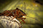 Forest Bug (Pentatoma rufipes) by Azph