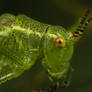 Speckled Bush-cricket (Leptophyes punctatissima)