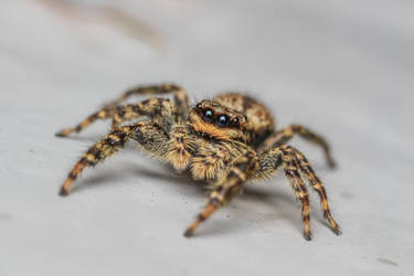 Jumping Spider (Marpissa muscosa)