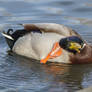 Mallard (Anas platyrhynchos)