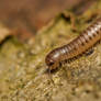 Millipede