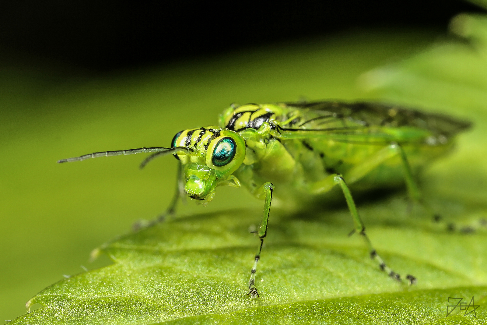 Sawfly (Rhogogaster viridis)