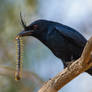 Crested drongo (Dicrurus forficatus) with a snack