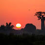 Sunset in Baobab Valley