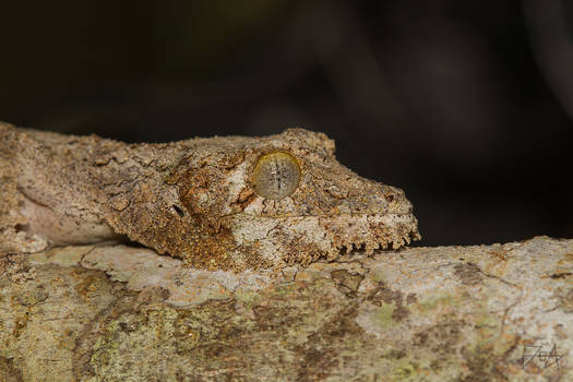 Mossy Leaf-tailed Gecko (Uroplatus sikorae)