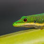 Day Gecko (Phelsuma sp.)