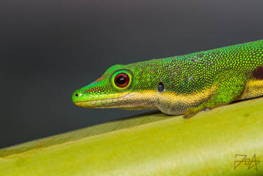 Day Gecko (Phelsuma sp.)