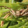 Crab spider (Xysticus kochi)