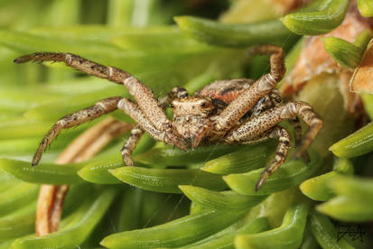 Crab spider (Xysticus kochi)