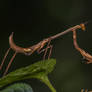 Madagascan Marbled Mantis (Polyspilota Aeruginosa)