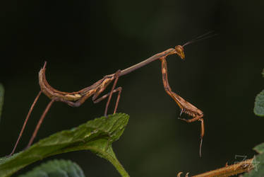 Madagascan Marbled Mantis (Polyspilota Aeruginosa)