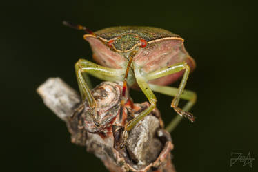 Green Shield Bug (Palomena prasina)