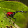 Giraffe Weevil (Trachelophorus giraffa)