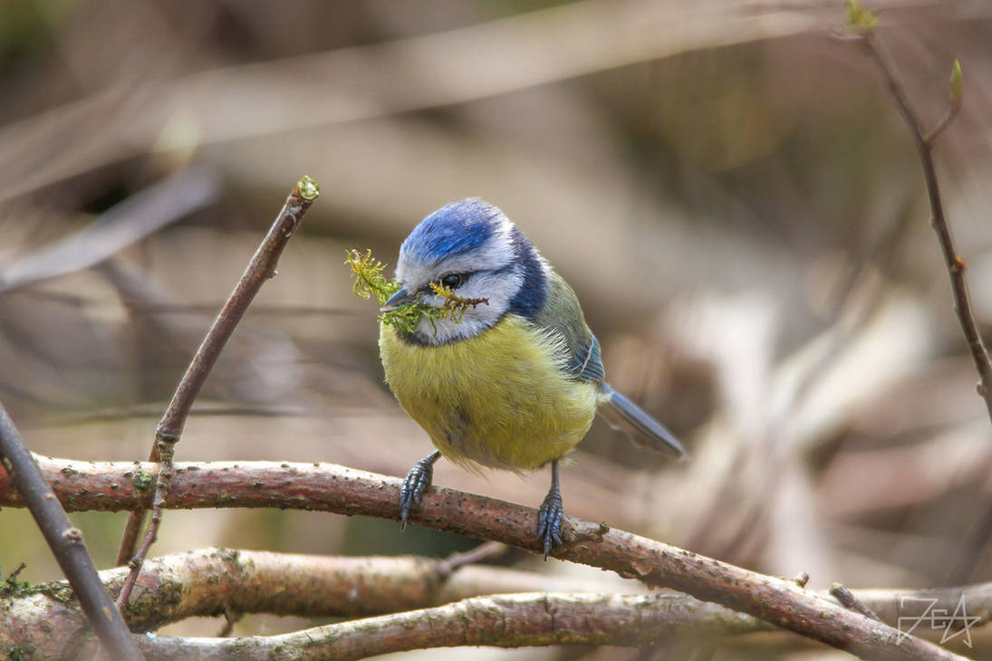 Eurasian blue tit (Cyanistes caeruleus) by Azph