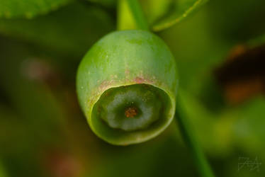 Common Bilberry (Vaccinium myrtillus)