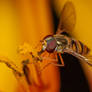 Marmalade Hoverfly (Episyrphus balteatus)