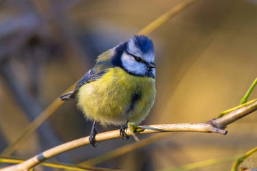 Cyanistes caeruleus