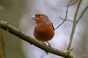 Chaffinch (Fringilla coelebs)