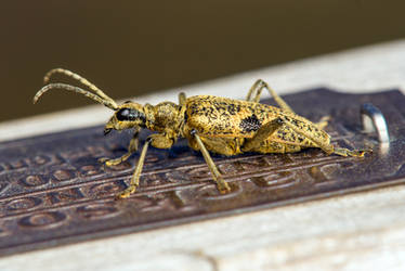 Rhagium mordax