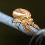 Swamp crab spider (Xysticus ulmi)