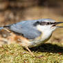 Wood nuthatch (Sitta europaea)