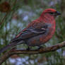 Pine grosbeak (Pinicola enucleator)