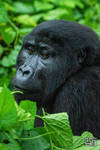 Mountain gorilla (Gorilla beringei beringei) by Azph