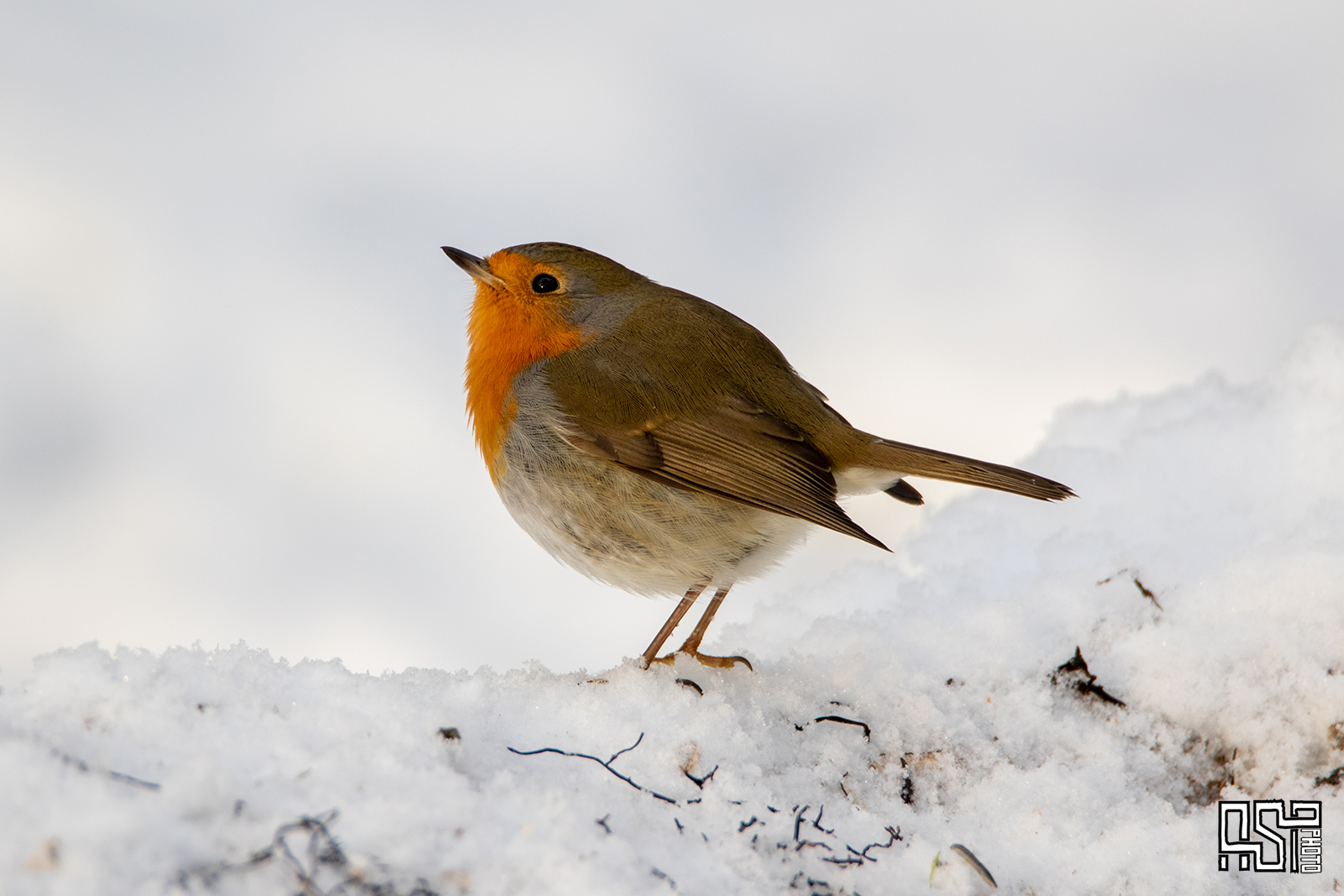 All about the Common European Robin (Erithacus rubecula)